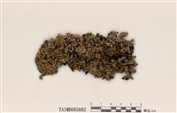 藏品(成長梅衣)的圖片